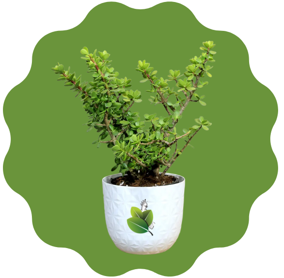Jade Plant – The Lucky Money Tree