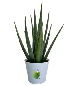 Snake Plant