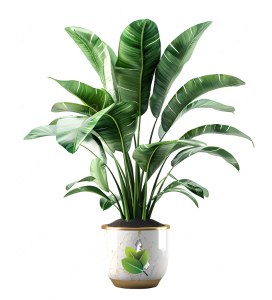 Snake Plant