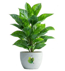 Professional Garden Spade